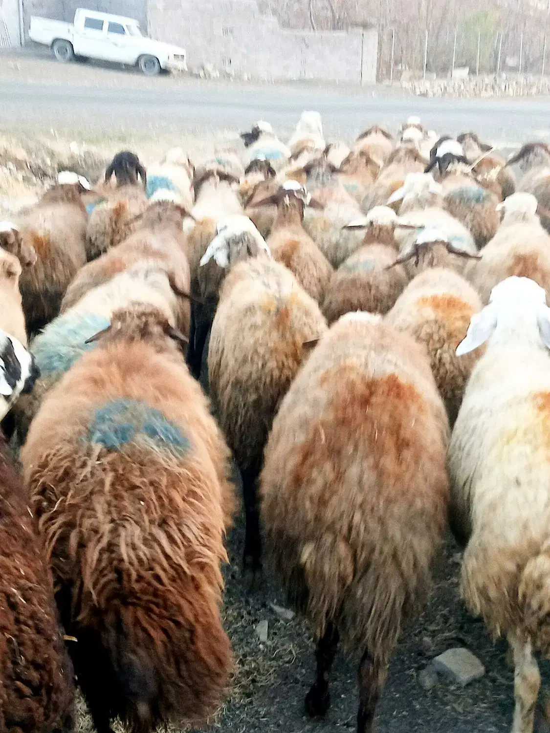 75گوسفند میش بابره|حیوانات مزرعه|کلیائی, |دیوار