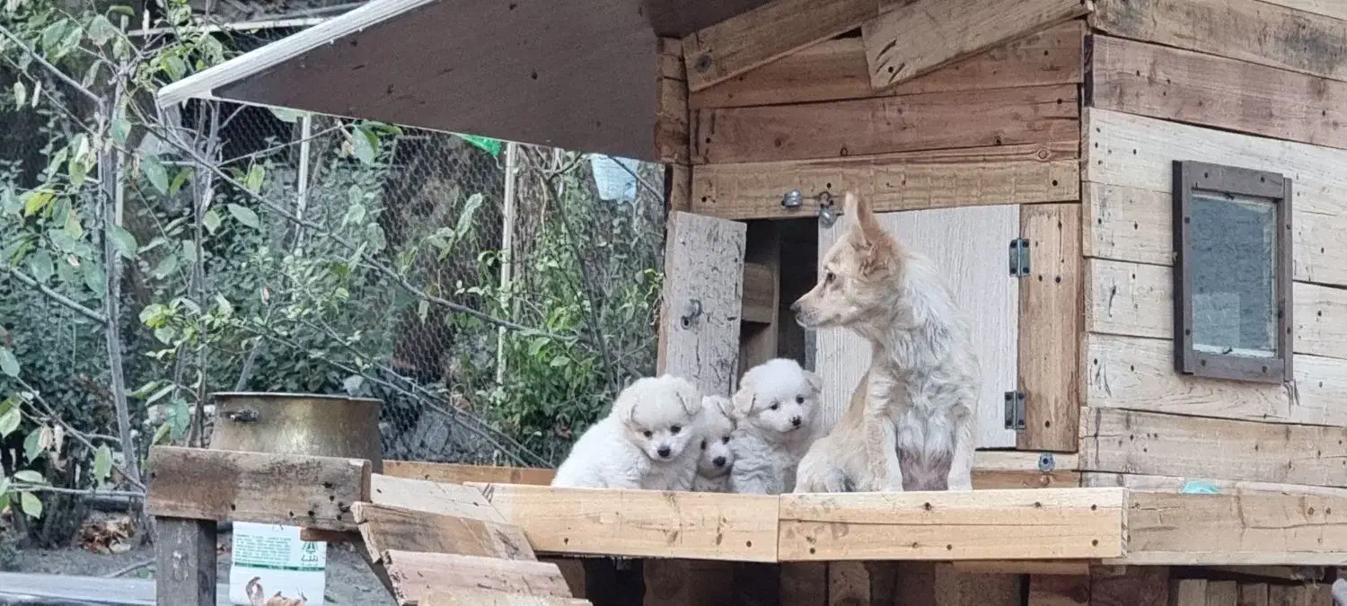 نژاد پامر جیبی و پامر معمولی|سگ|کرج, اسلامآباد|دیوار