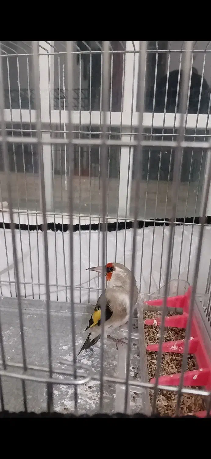 سهر گوش سفید بافتی|پرنده|کرمان, |دیوار