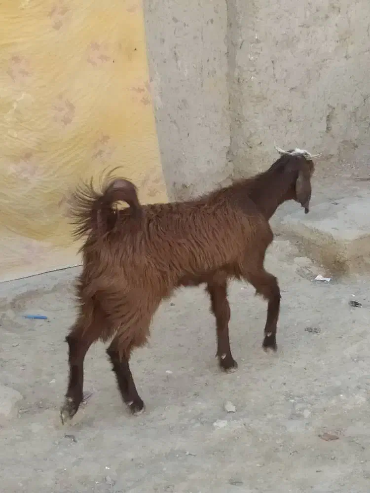 بز دوقلو زا با بچه هاش|حیوانات مزرعه|سراوان, |دیوار