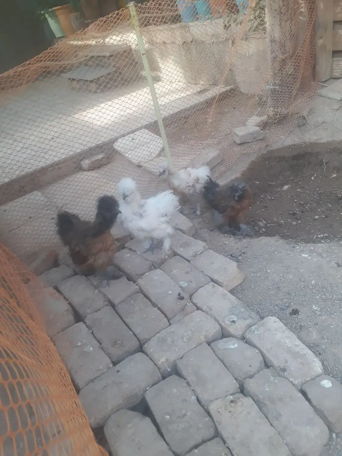 جوجه ابریشمی|حیوانات مزرعه|گرمسار, |دیوار