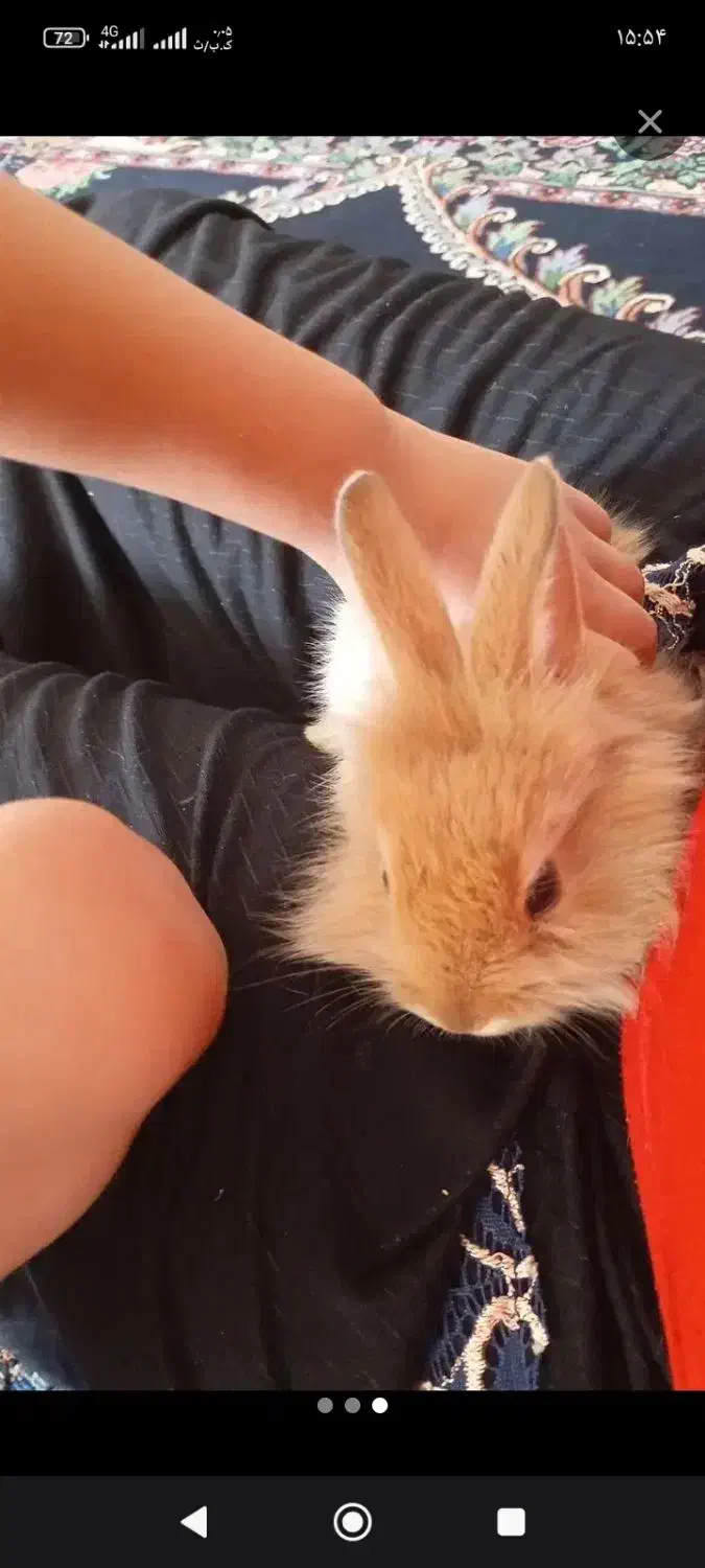 خرگوش لوپی|موش و خرگوش|تربتحیدریه, کوی شهید احمدزاده ملکی|دیوار