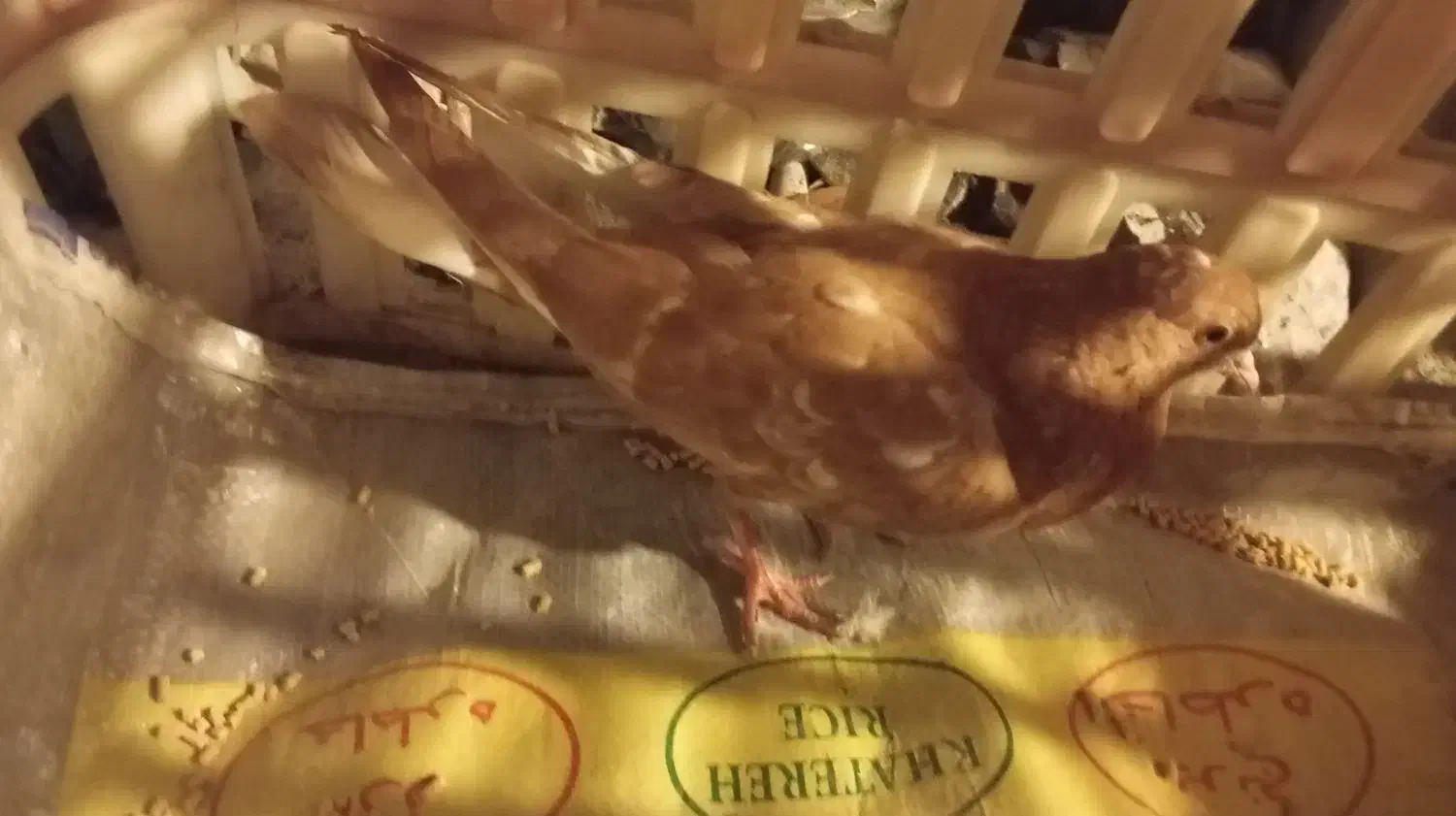 جراحی|پرنده|چمران, |دیوار