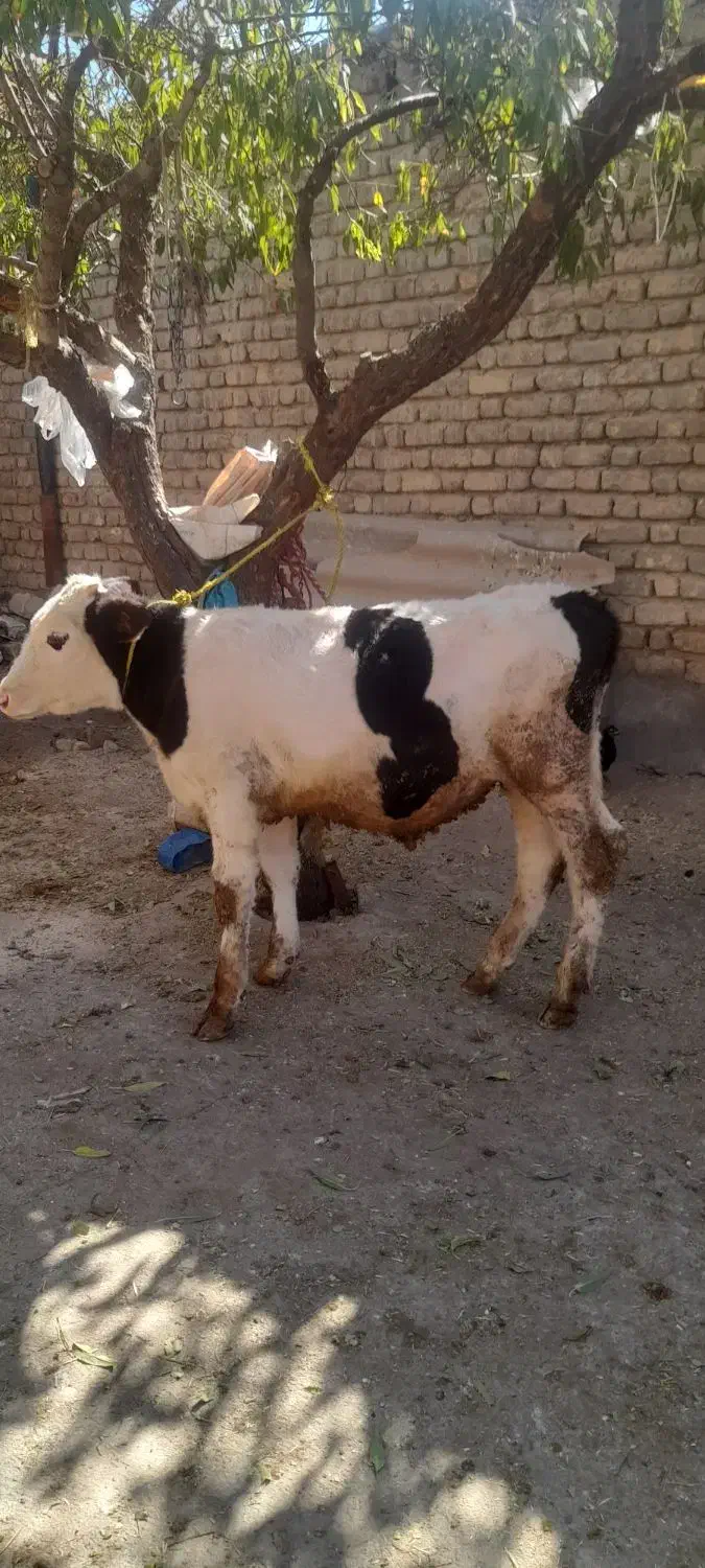 دو راس گاو آبستن و گوساله|حیوانات مزرعه|کنگاور, |دیوار