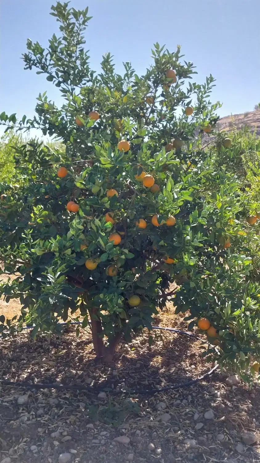 باغ ثمری|فروش زمین و ملک کلنگی|باشت, |دیوار