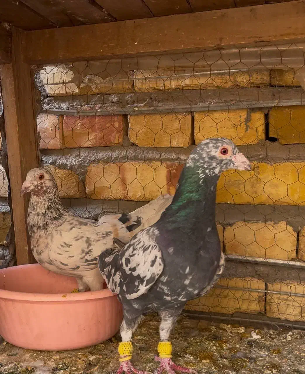 هفت رنگ خطی لکه ای|پرنده|شال, |دیوار