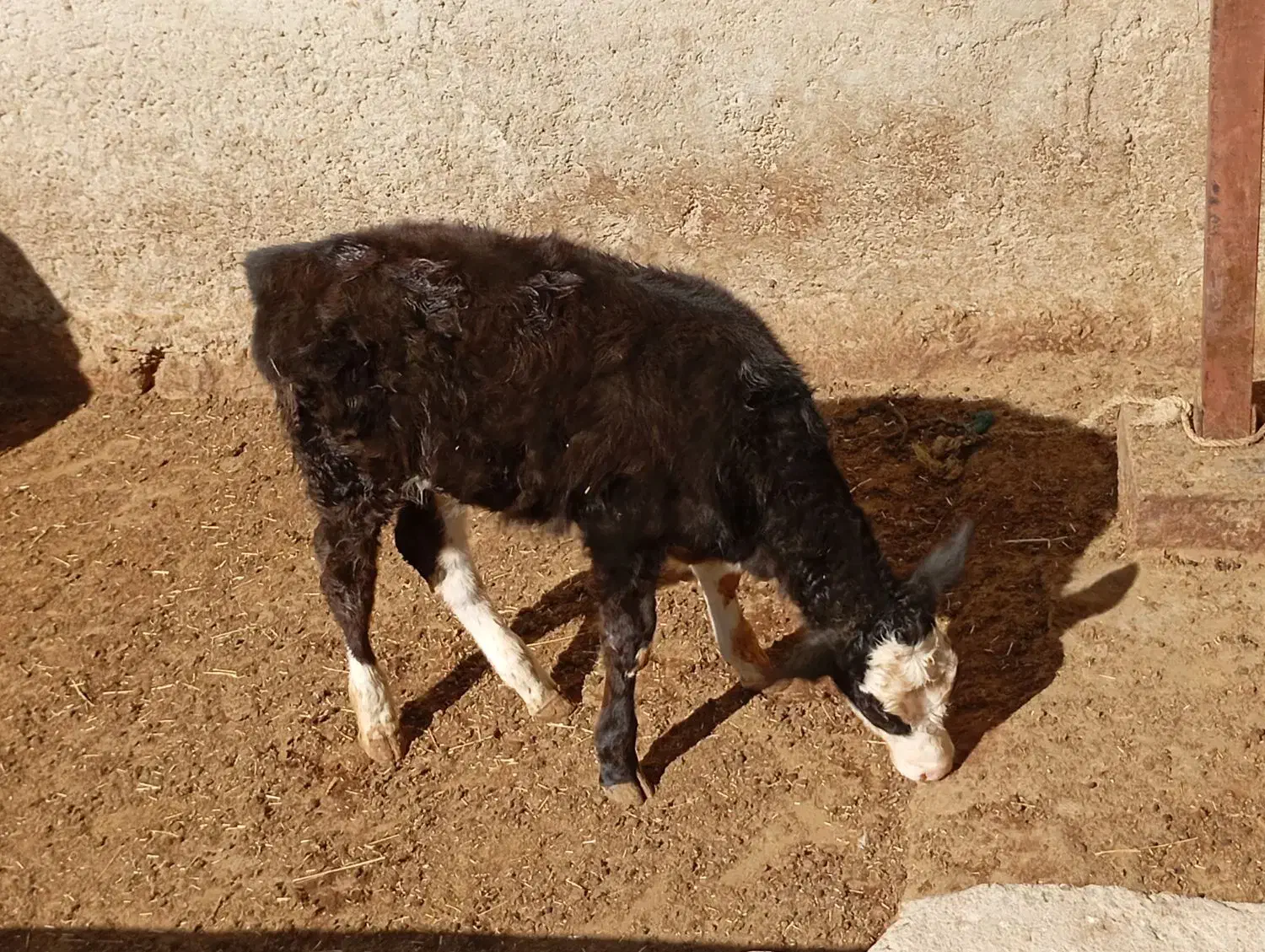 گوساله سیمینتال|حیوانات مزرعه|زاغه, |دیوار