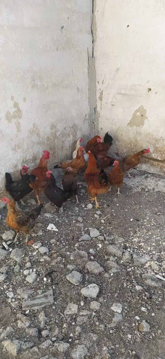 حیوانات محلی|حیوانات مزرعه|پیرانشهر, |دیوار