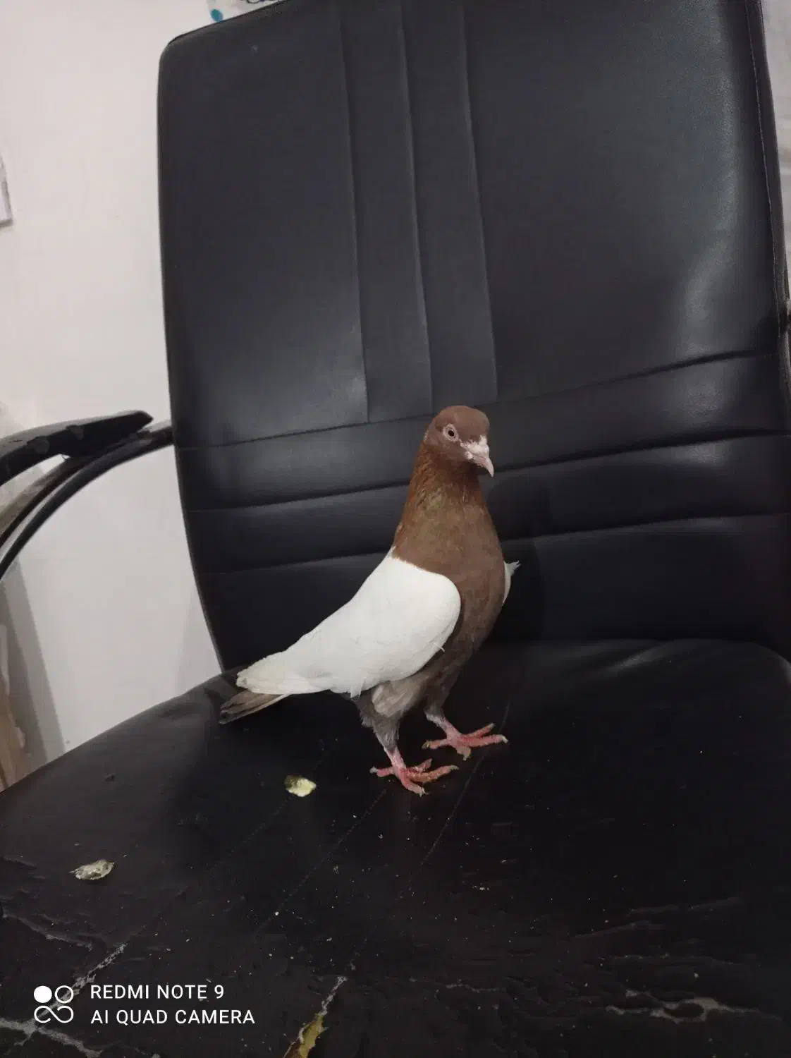 کبوتر|پرنده|میانه, |دیوار