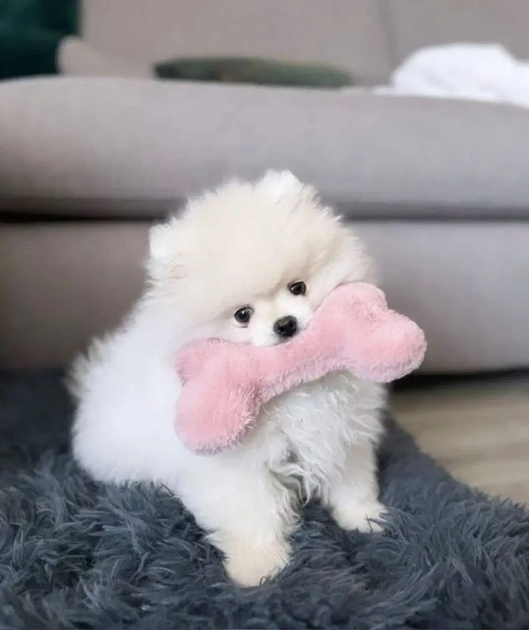 توله سگ کوچولو پامرانین خرسی|سگ|تهران, چیتگر جنوبی|دیوار