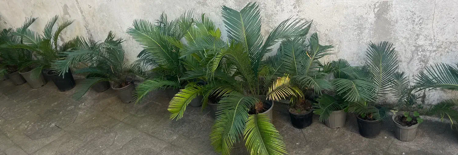 فروش گل سیکاس|گل و گیاه طبیعی|رشت, لاکانی|دیوار