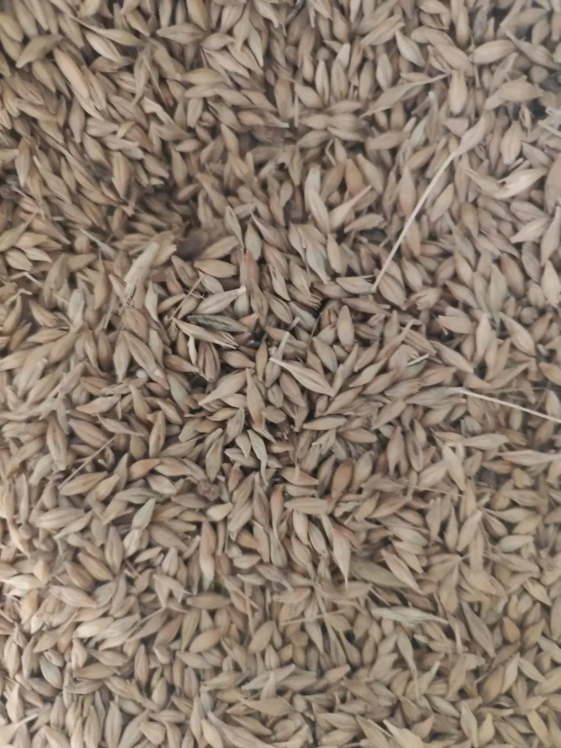 جو فروشی جلگه حدود ۲ تن|خوردنی و آشامیدنی|خانمیرزا, |دیوار