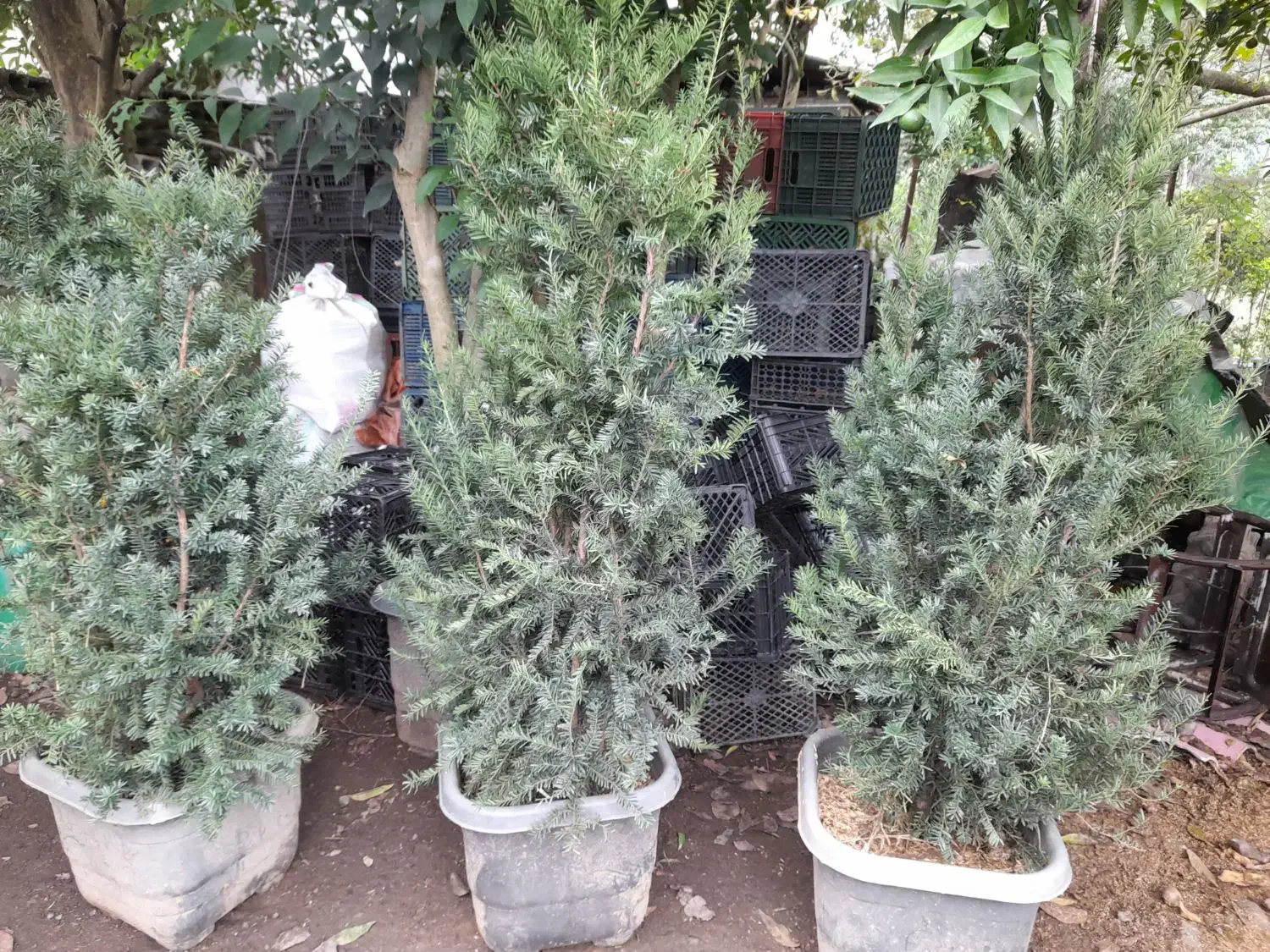 گیاه|گل و گیاه طبیعی|چابکسر, |دیوار