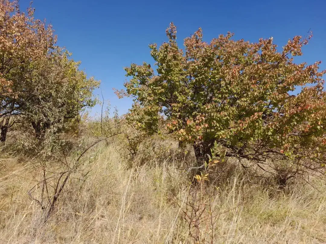 فروش باغ ۴۴۰۰ متر واقع در آوج|فروش زمین و ملک کلنگی|آوج, |دیوار