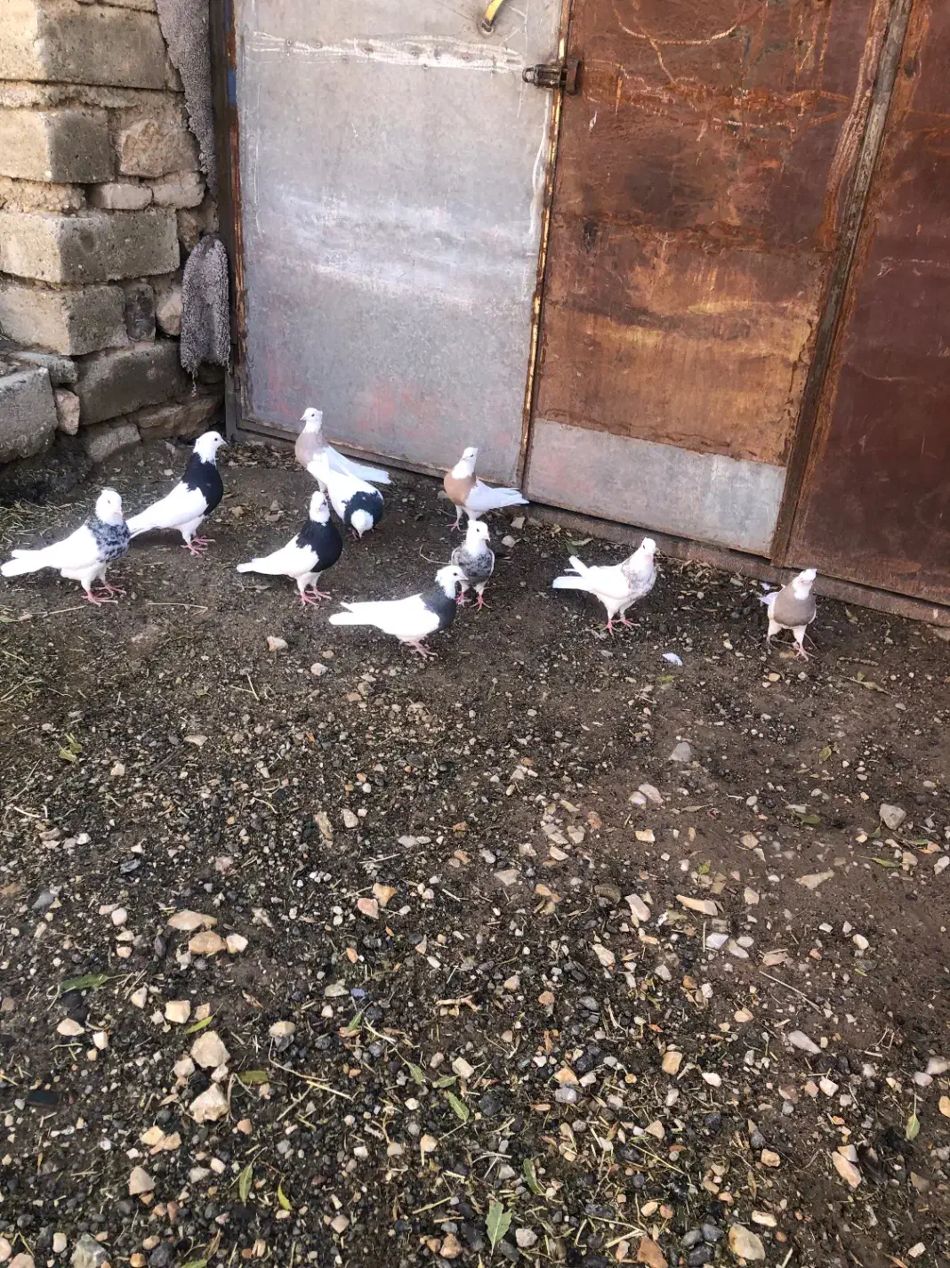 کبوتر طوقی|پرنده|مریوان, |دیوار