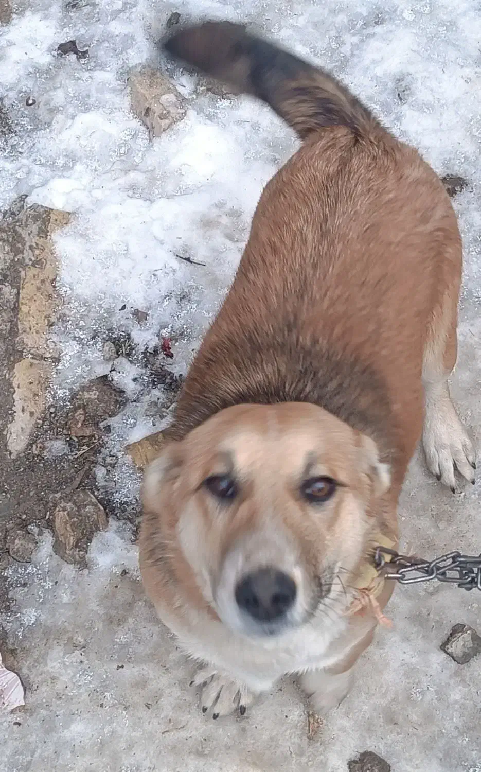 سگ پاکوتاه|سگ|بهار, |دیوار