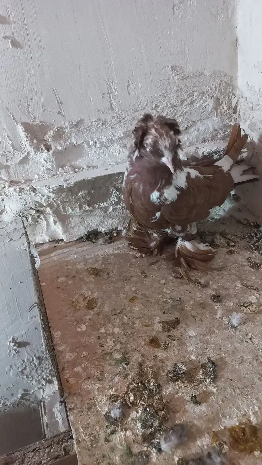 کبوتر|پرنده|اردبیل, |دیوار