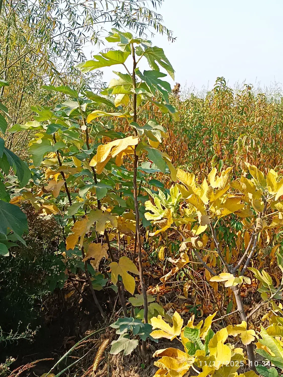 نهال حراج|گل و گیاه طبیعی|خان ببین, |دیوار