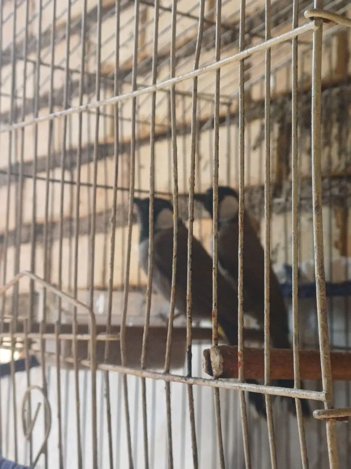 غناری|پرنده|کارون, |دیوار