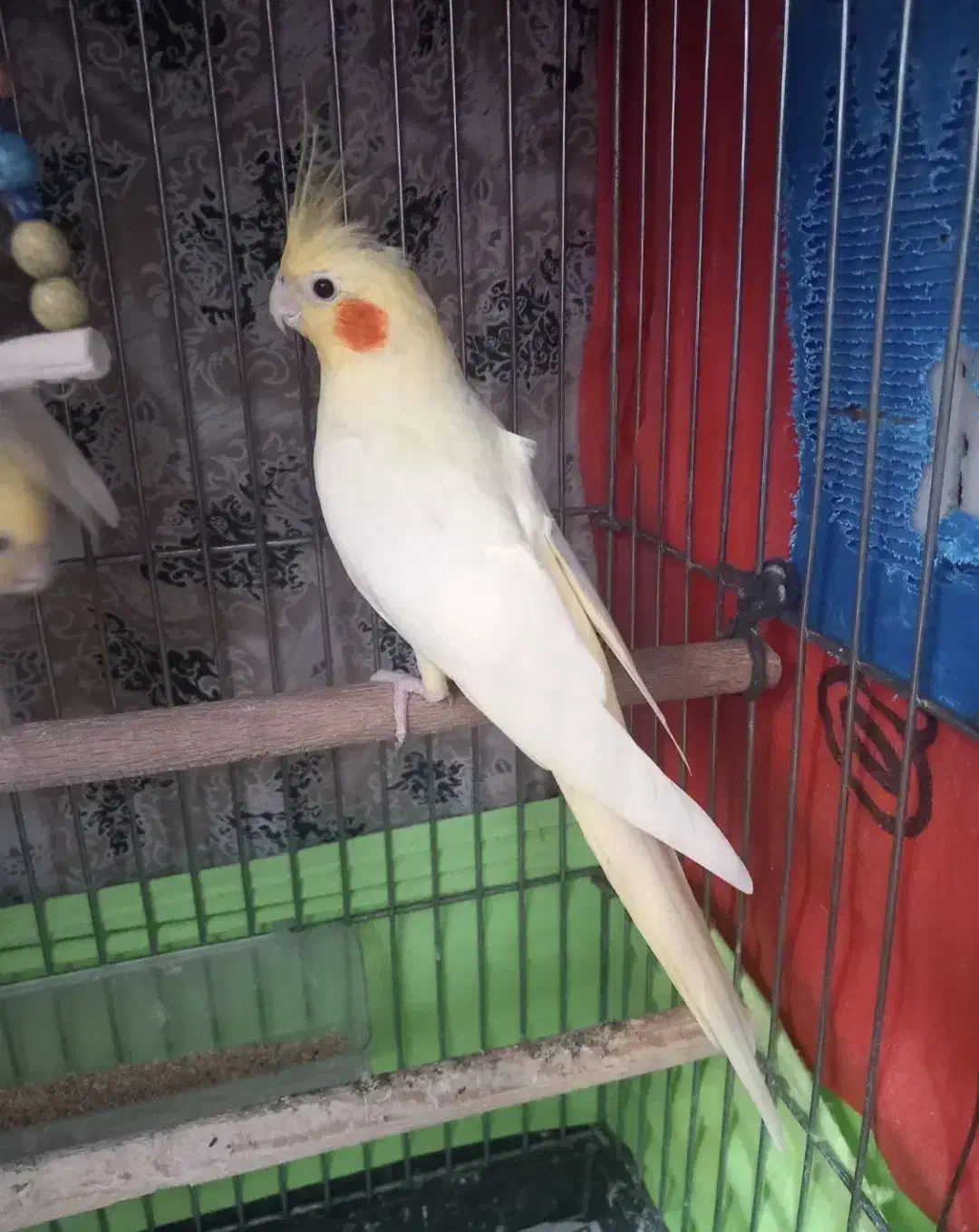 عروس هلندی ماده لوتینو|پرنده|خرم بید, |دیوار