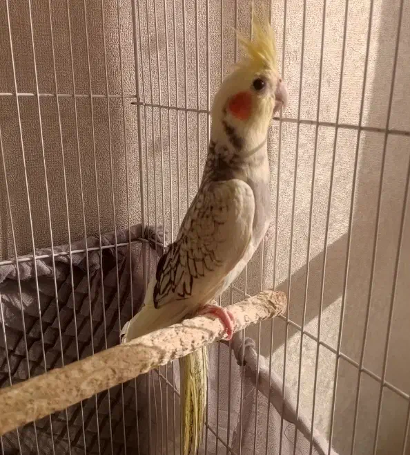 عروس هلندی مولد جوان با ۳ جوجه|پرنده|ری, شهادت|دیوار