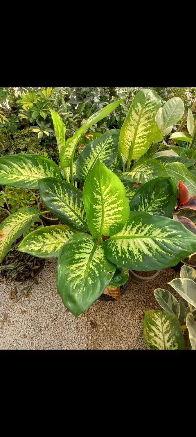 تعدادی گل اپارتمانی|گل و گیاه طبیعی|رامهرمز, |دیوار