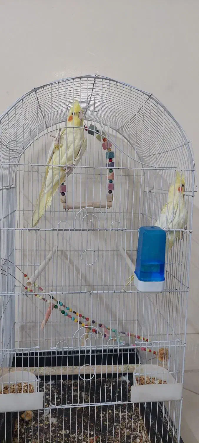 عروس هلندی|پرنده|خلجستان, |دیوار