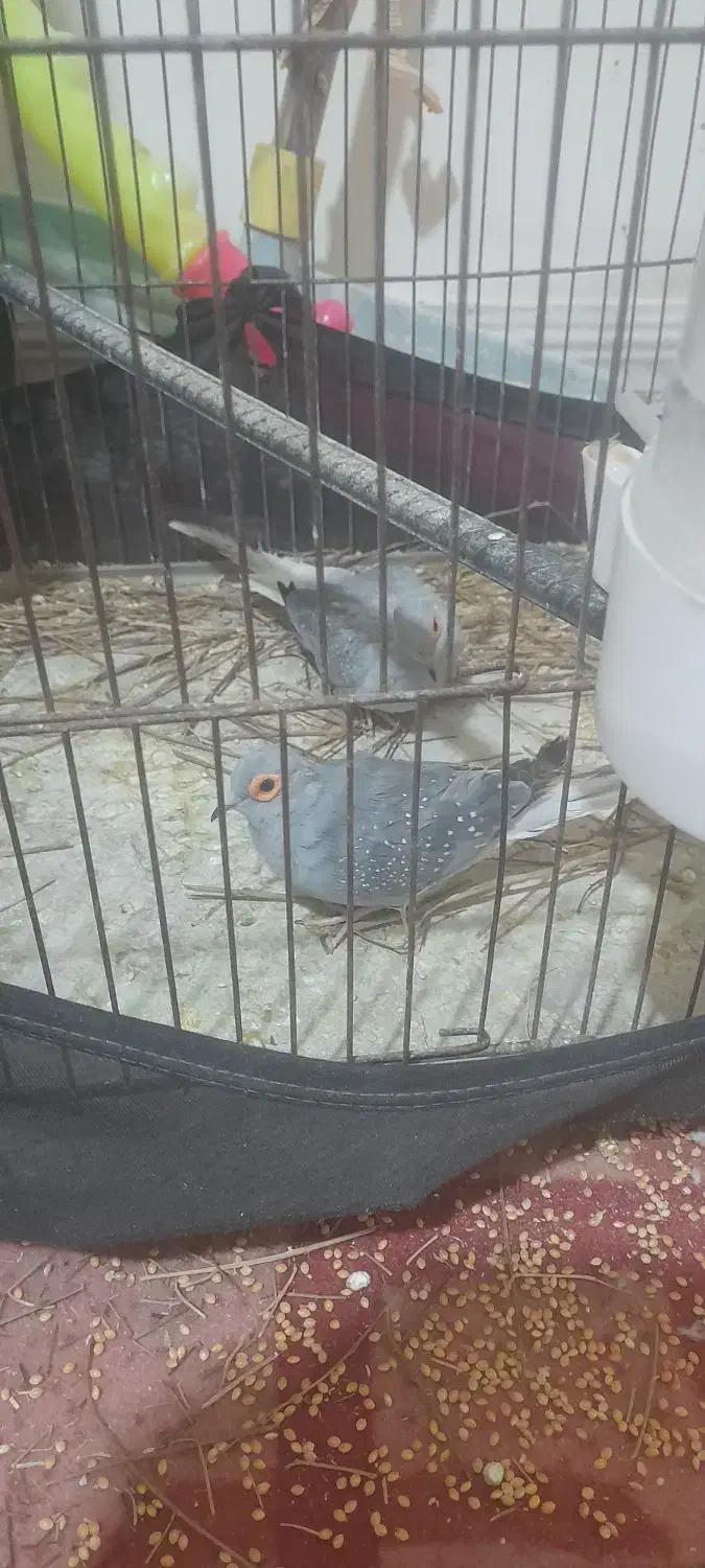 کبوتر زینتی الماسی چینی در چرام|پرنده|چرام, |دیوار