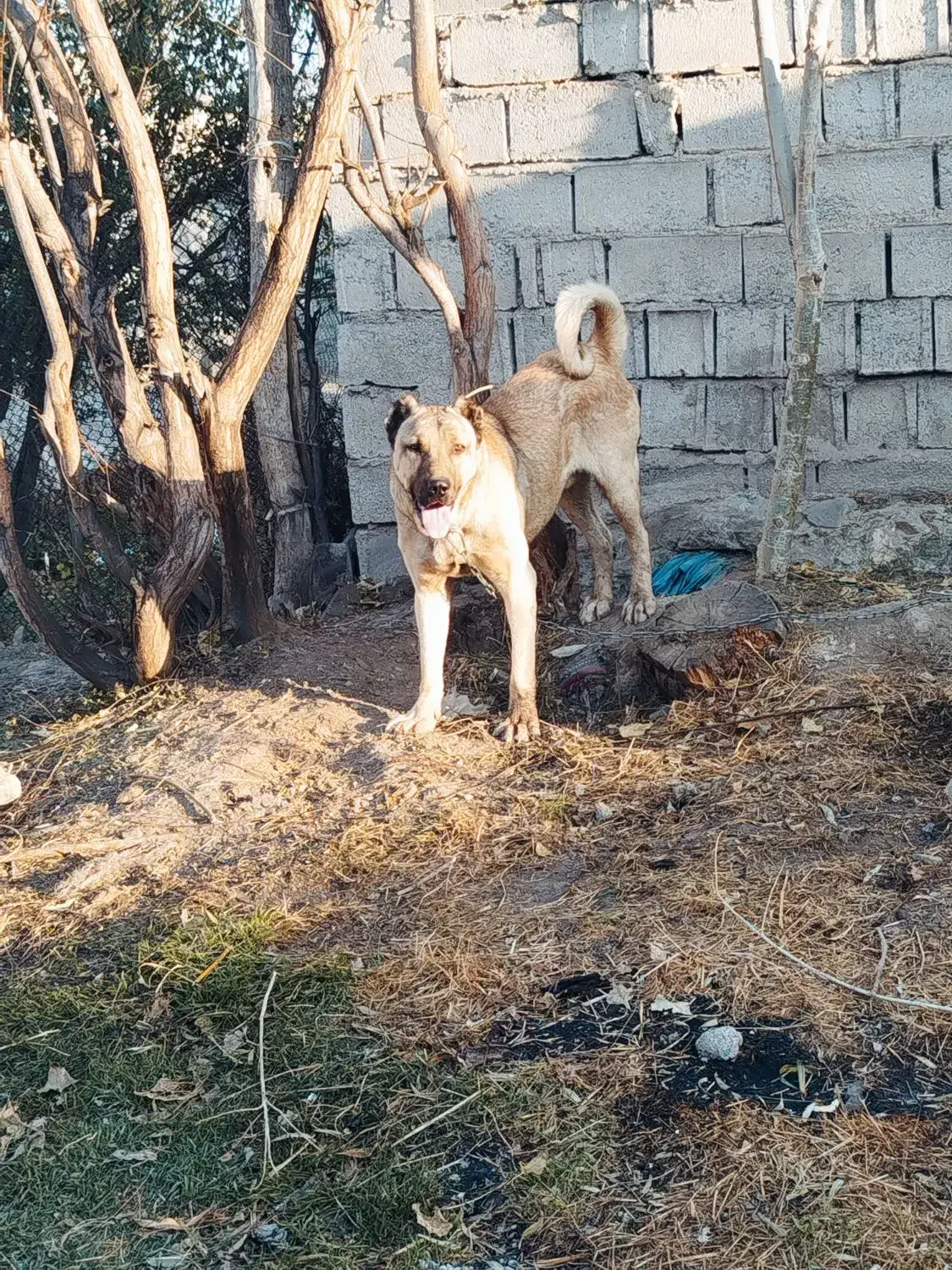 مشکین شهر|سگ|قصابه, |دیوار