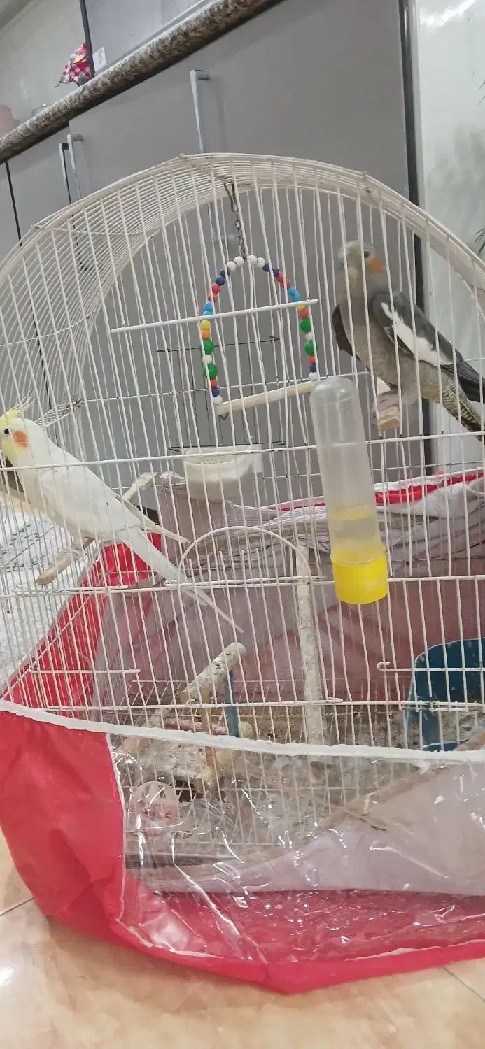 طوطی عروس سخنگو سالم وسرحال|پرنده|قائم‌شهر, |دیوار