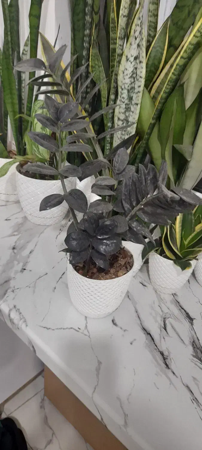 گل زاموفیلیا|گل و گیاه طبیعی|خشکبیجار, |دیوار