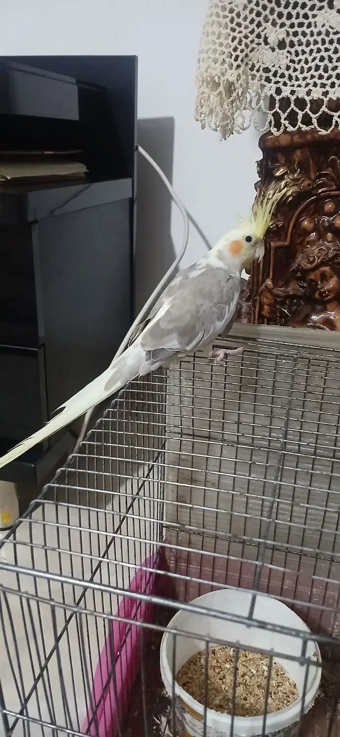 عروس ماده آماده|پرنده|رشت, شهرک احمد خمینی|دیوار