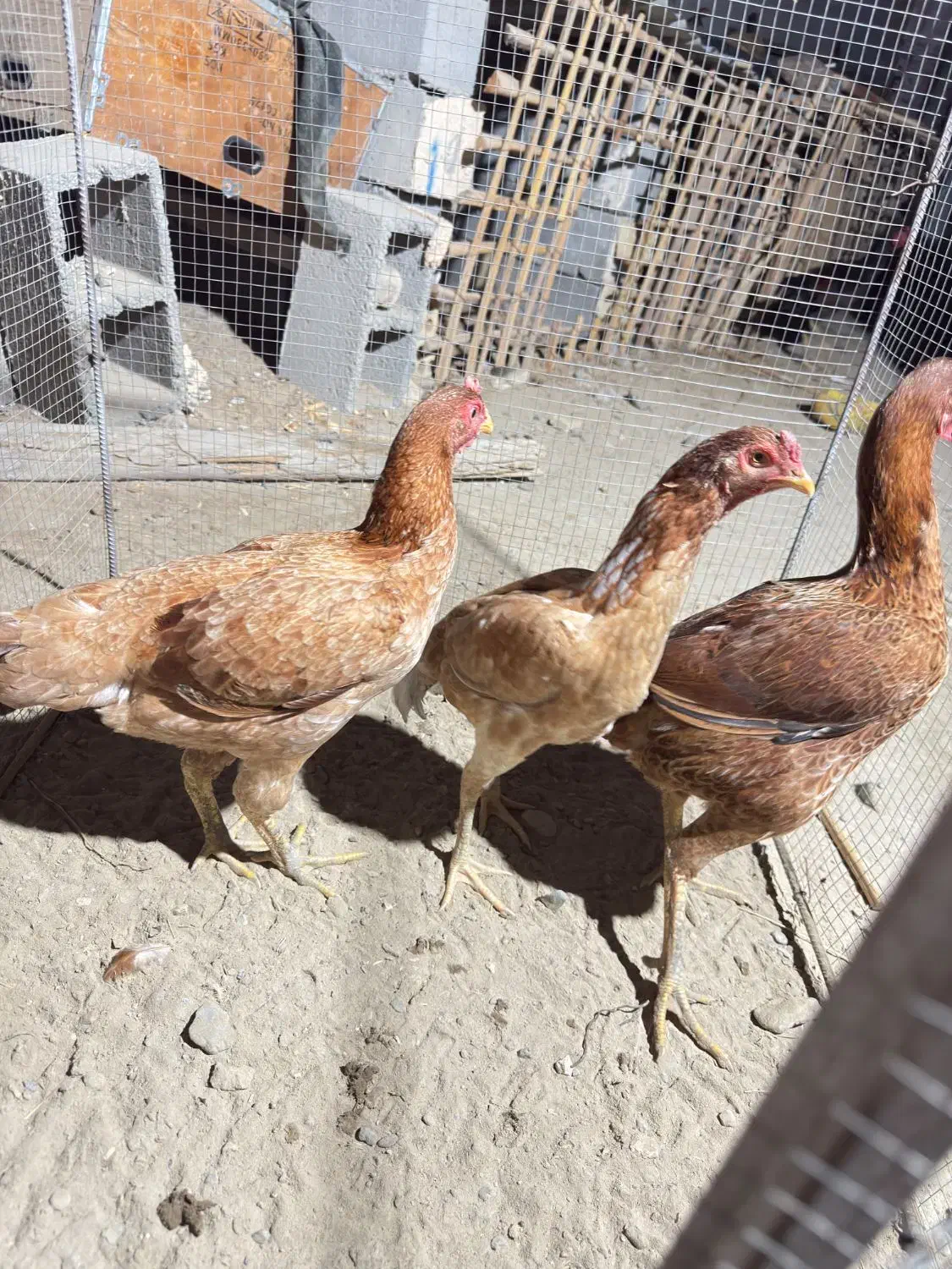 مرغ اصیل|حیوانات مزرعه|میناب, |دیوار