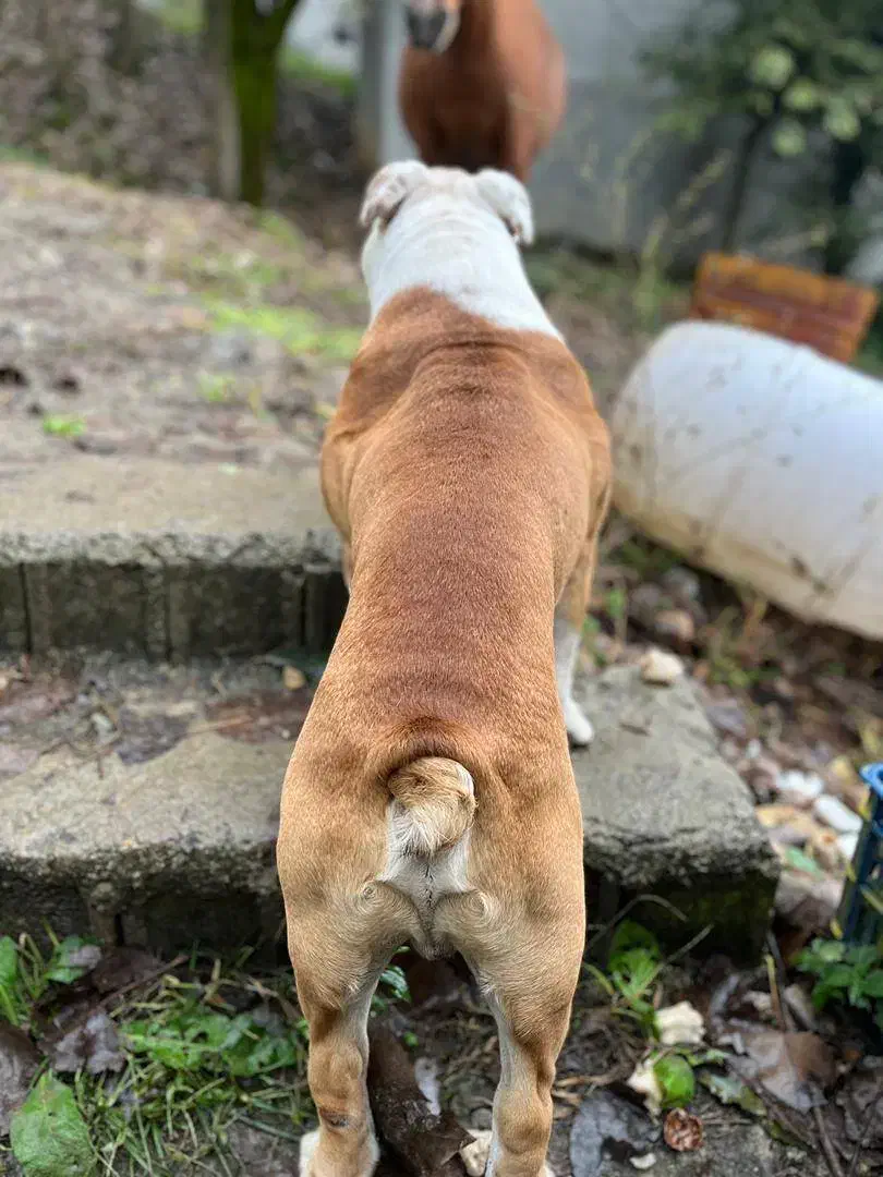 سگ انگیش بولداگ نر جهت جفت گیری|سگ|ساری, |دیوار