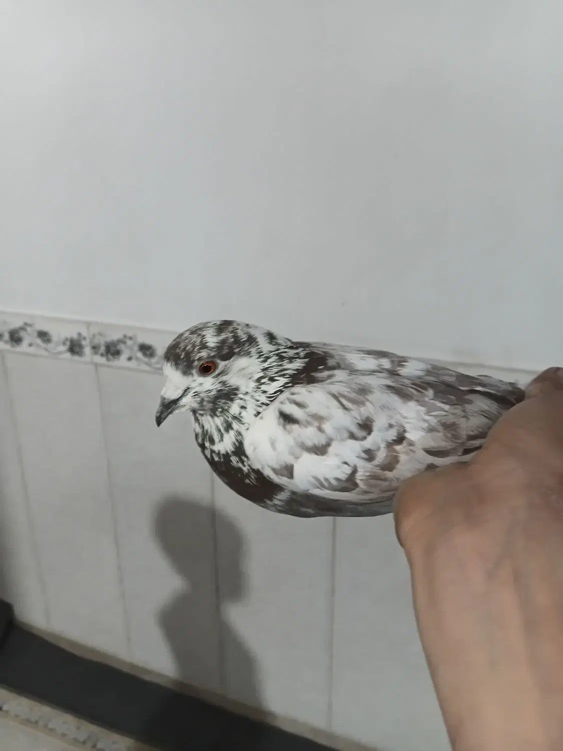 کفتر پرشی|پرنده|رباط‌کریم, الارد|دیوار