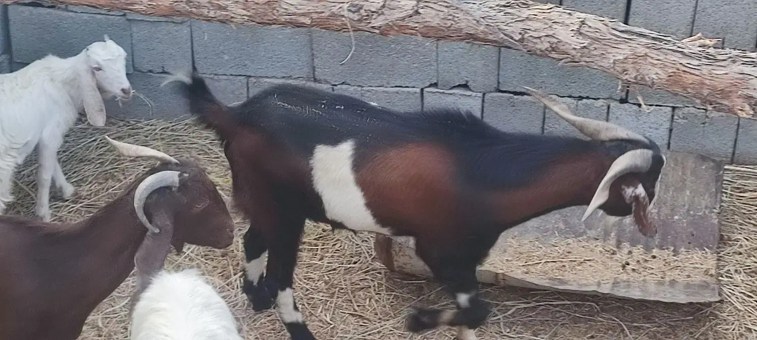 تعدادی گوسفند فروشی|حیوانات مزرعه|توکهور, |دیوار