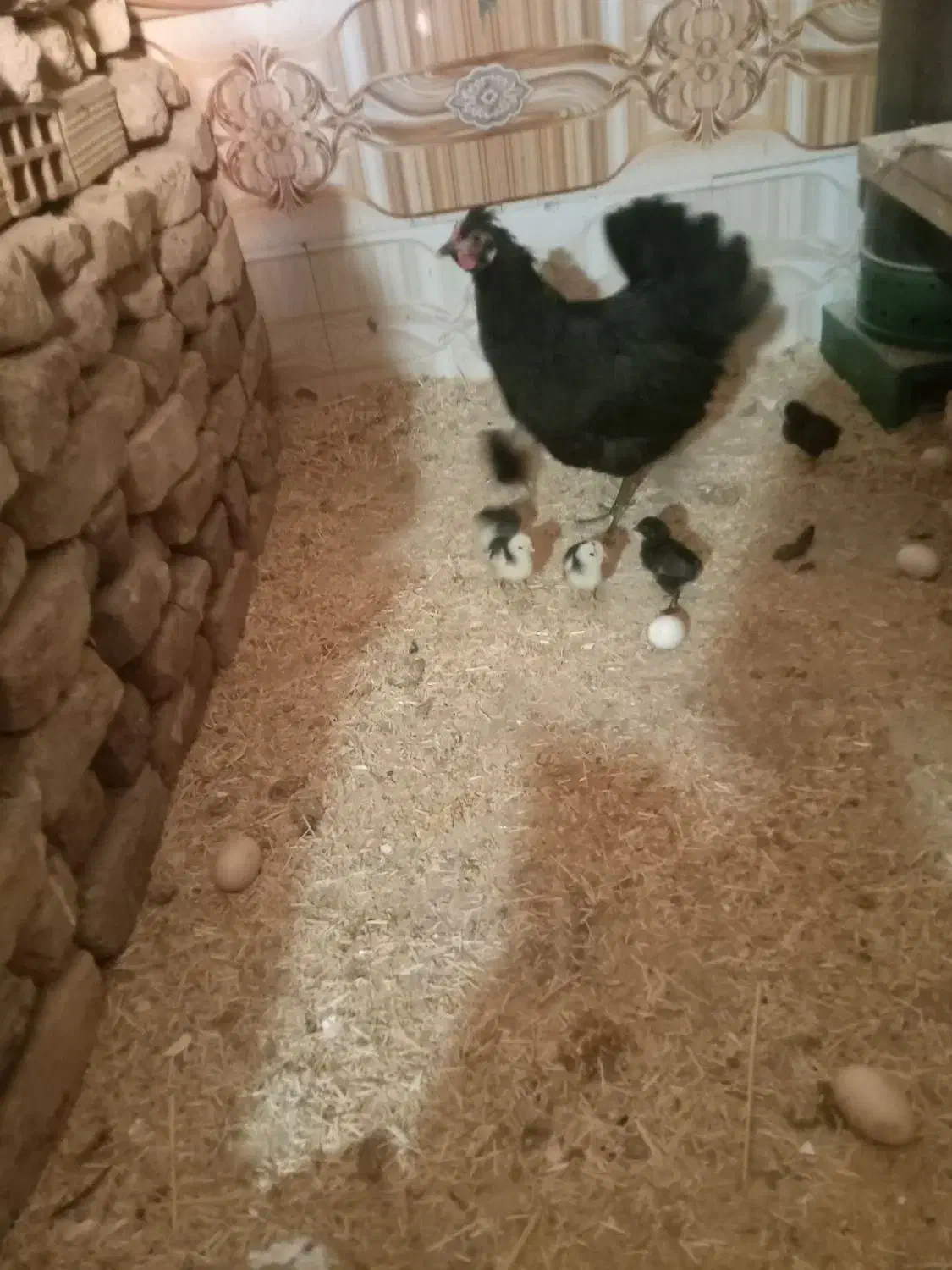 مرغ گلین کرچ با جوجه|حیوانات مزرعه|شهرآباد, |دیوار