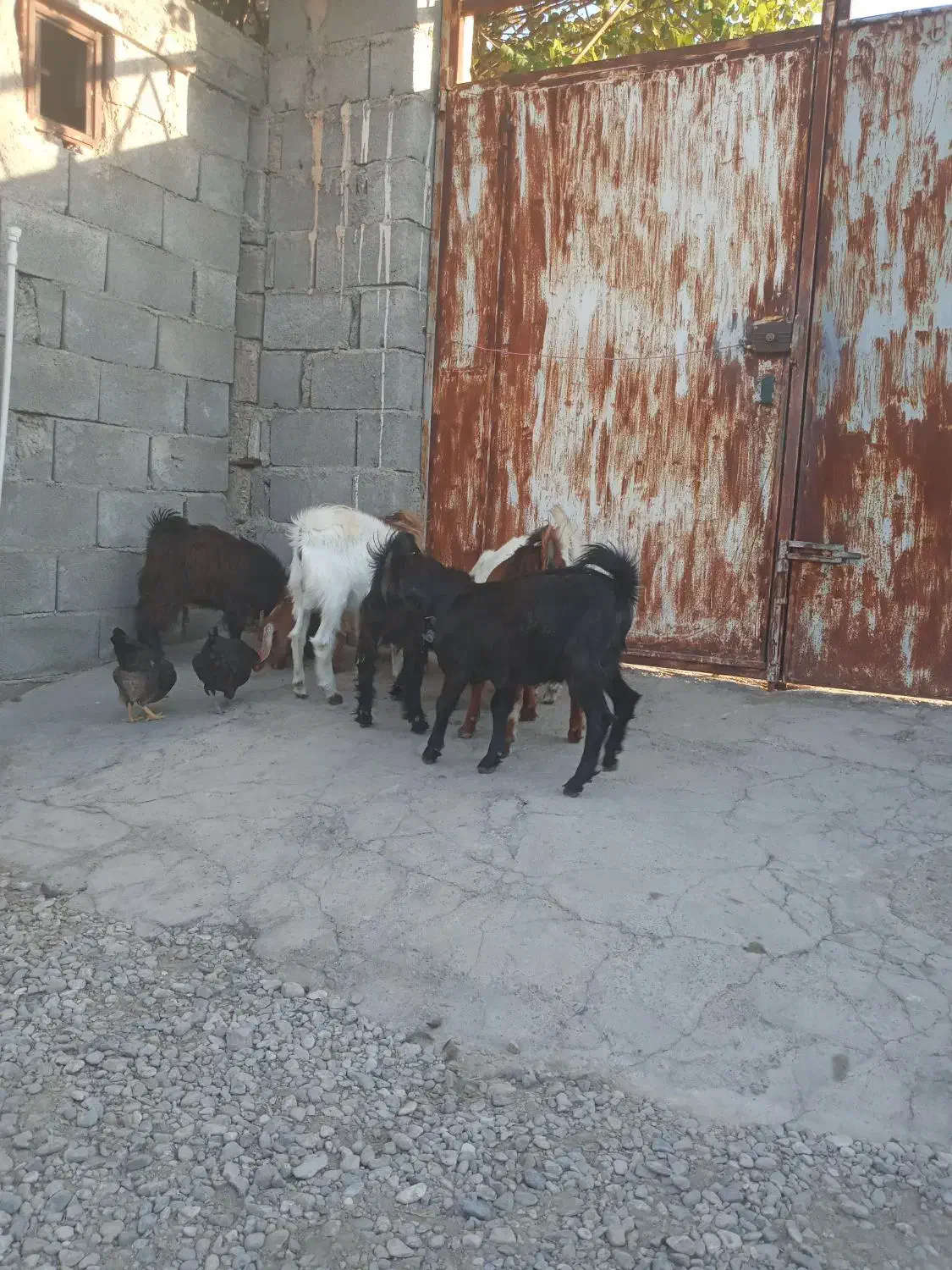 کهره نر|حیوانات مزرعه|حاجی آباد, |دیوار