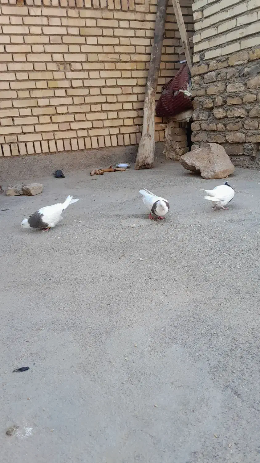 کفتر طوقی جفت|پرنده|تربت جام, میان جام|دیوار