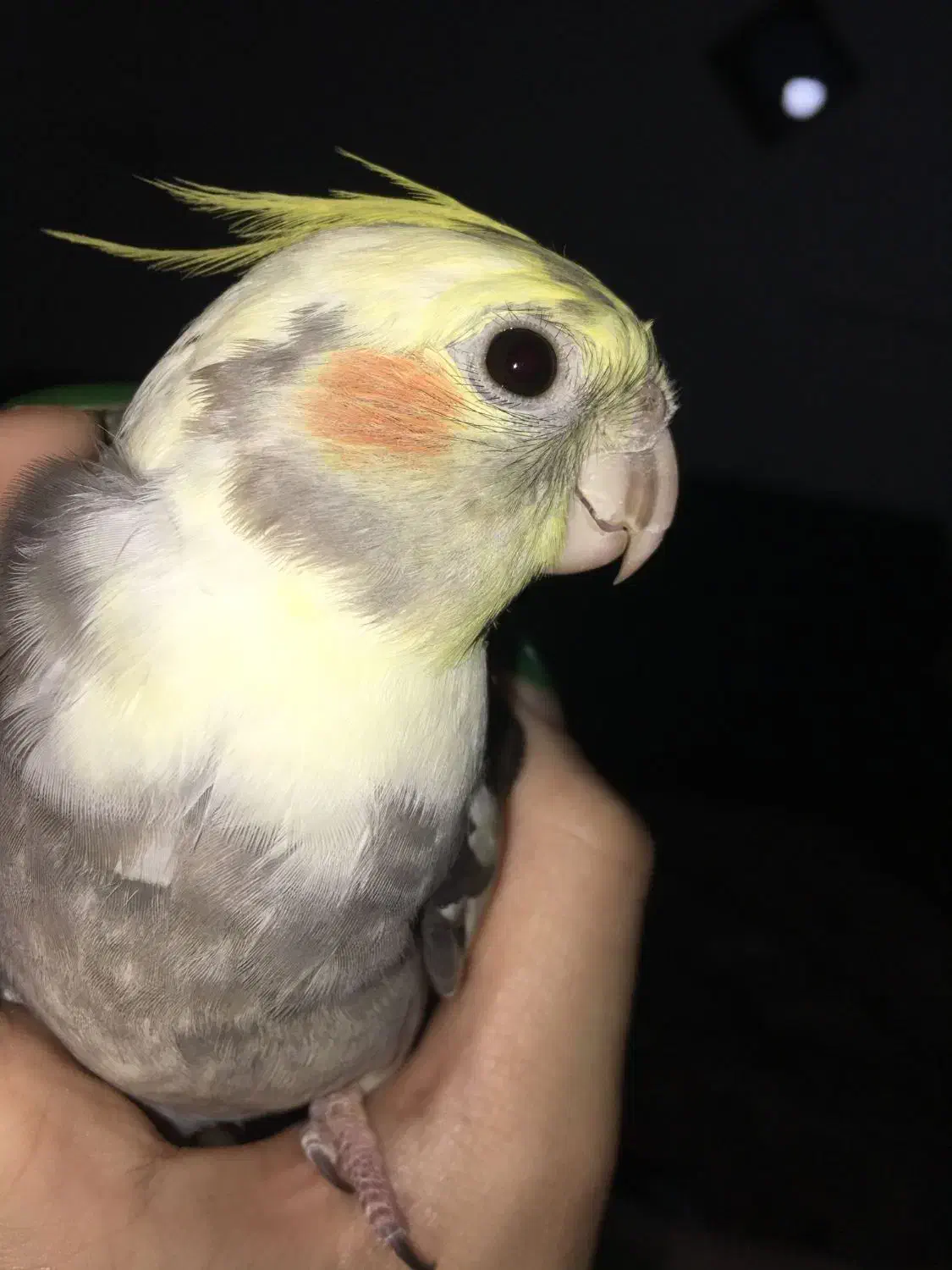 گمشده|حیوانات|تهران, عبدل‌آباد|دیوار