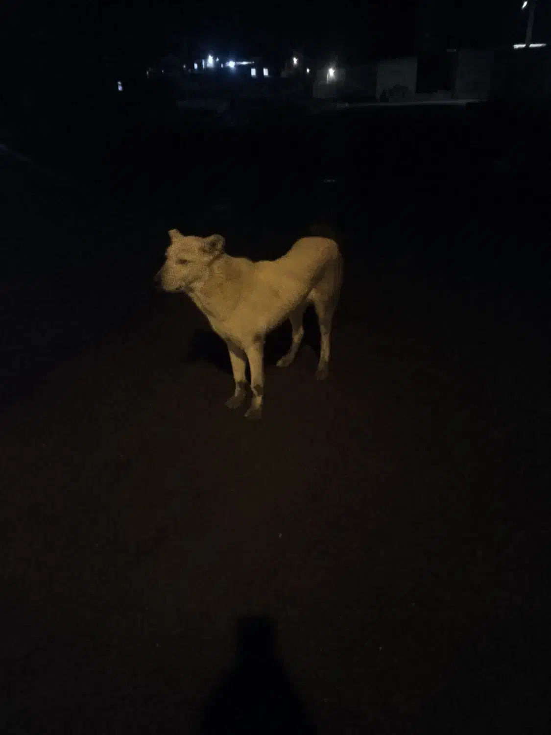 سگ سراب قدیم|سگ|قیدار, |دیوار