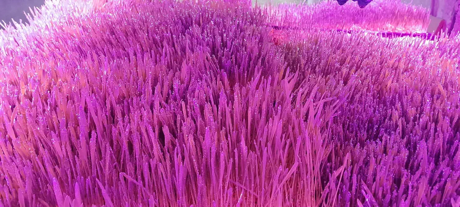 علوفه هیدروپونیک تازه گندم و جو|حیوانات مزرعه|نسیم‌شهر, |دیوار