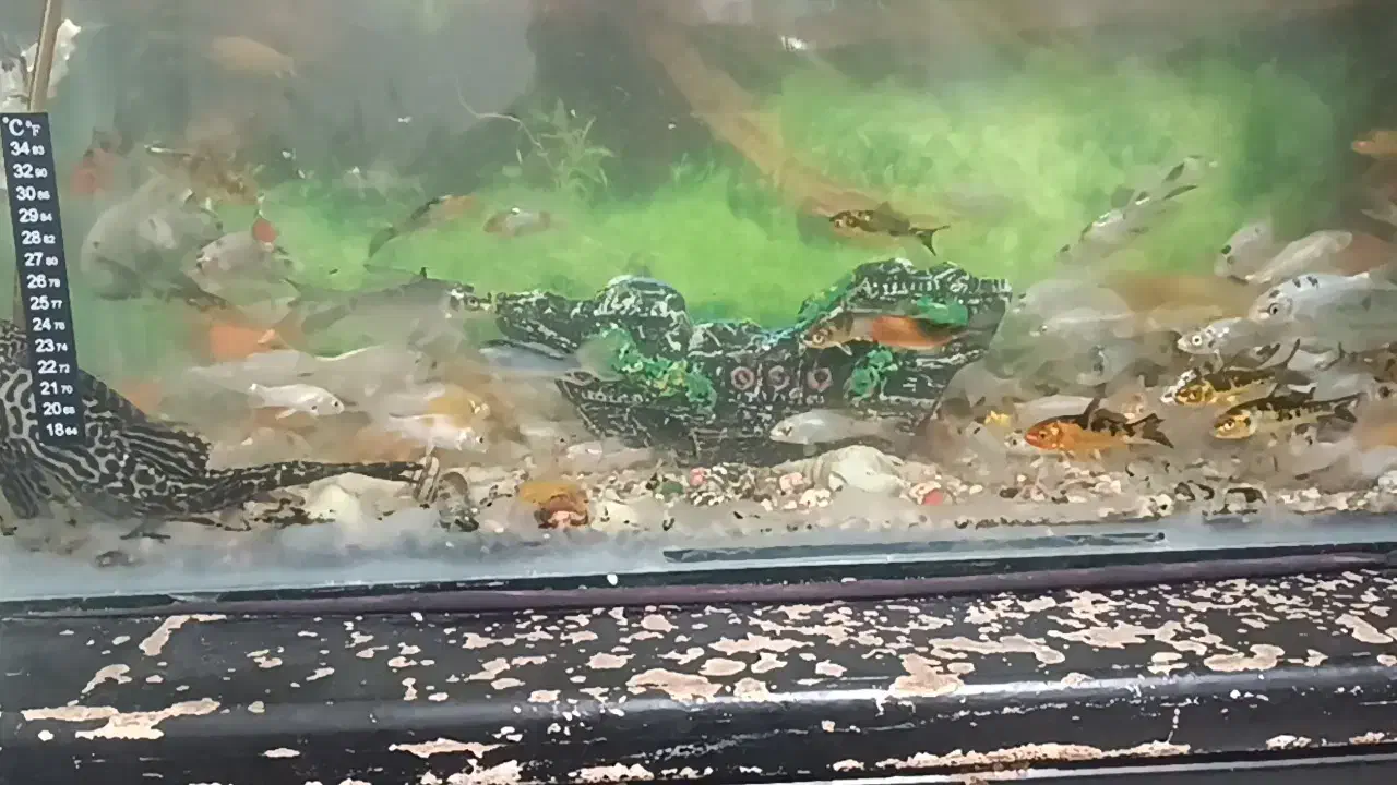 ماهی کوی|ماهی|سبزوار, جوادیه غربی|دیوار