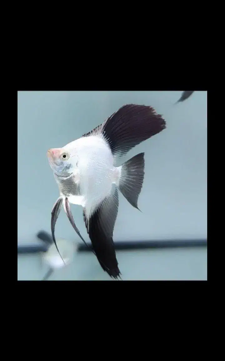 ماهی زینتی|ماهی|سبزوار, پیام|دیوار