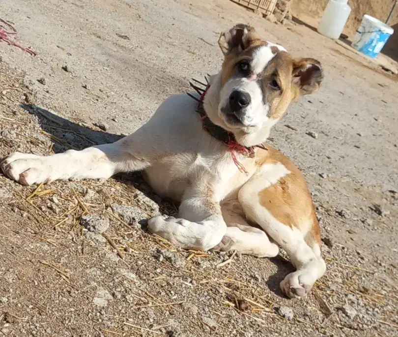 سگ افغانی|حیوانات|قوچان, |دیوار