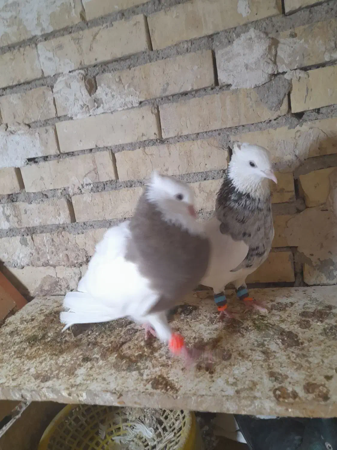 جفت طوقی یک|پرنده|رامشیر, |دیوار