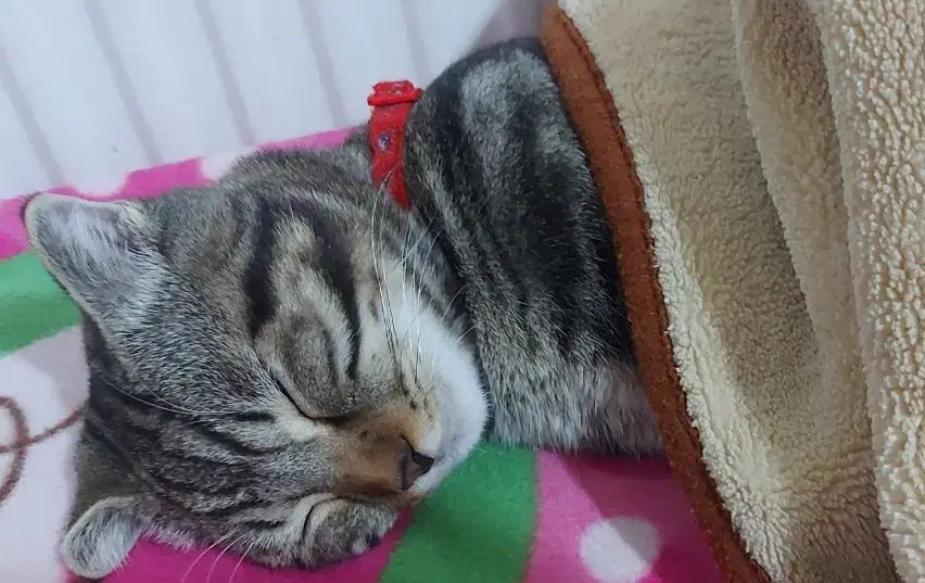 گربه نژاد دار|گربه|گلبهار, شهر جدید گلبهار|دیوار