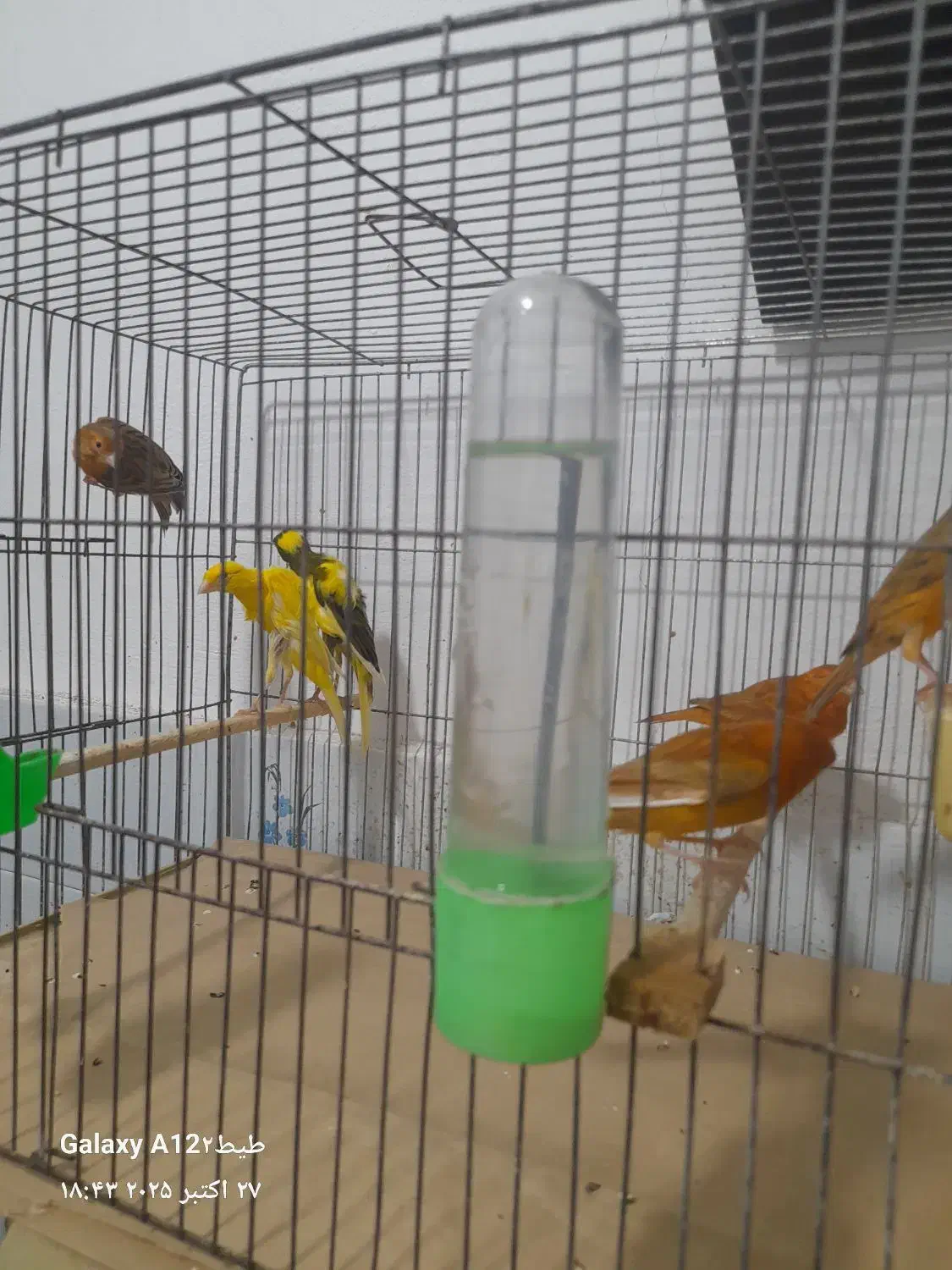 قناری اوپال رنگ دارچینی و سوخته|پرنده|رشت, ترمینال|دیوار