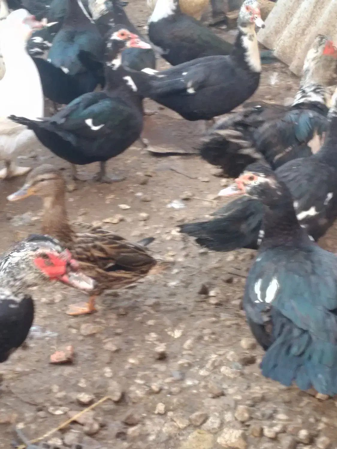 اردک اسراعیلی|حیوانات مزرعه|بهشهر, |دیوار