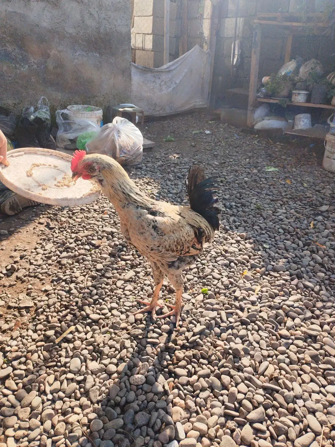 خروس نژاد دار|حیوانات مزرعه|کیاشهر, |دیوار